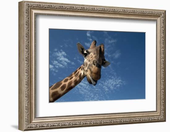 Giraffe-Rick Doyle-Framed Photographic Print