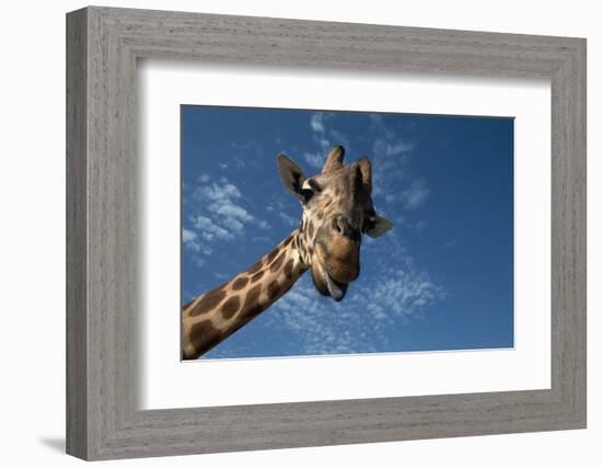 Giraffe-Rick Doyle-Framed Photographic Print