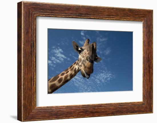 Giraffe-Rick Doyle-Framed Photographic Print