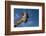 Giraffe-Rick Doyle-Framed Photographic Print