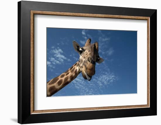 Giraffe-Rick Doyle-Framed Photographic Print