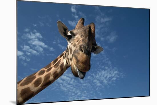 Giraffe-Rick Doyle-Mounted Photographic Print