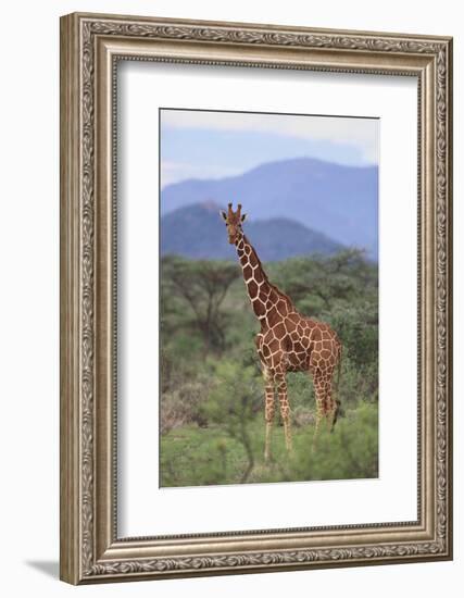 Giraffe-DLILLC-Framed Photographic Print