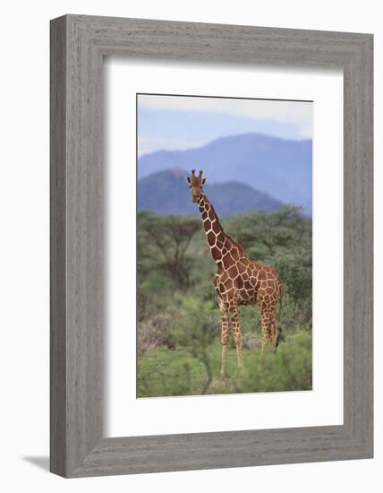 Giraffe-DLILLC-Framed Photographic Print