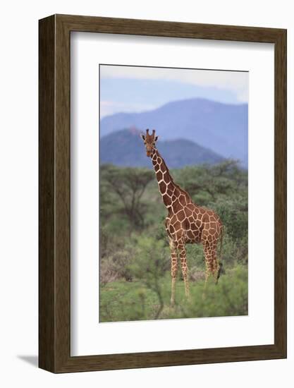 Giraffe-DLILLC-Framed Photographic Print