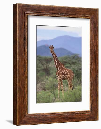 Giraffe-DLILLC-Framed Photographic Print