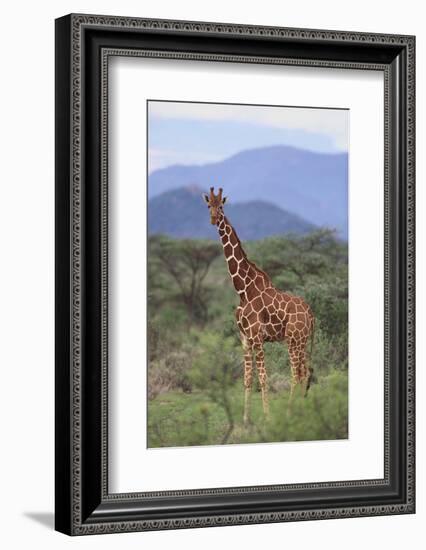 Giraffe-DLILLC-Framed Photographic Print