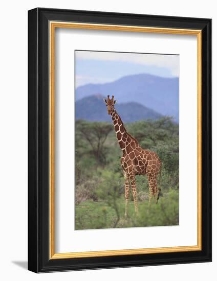 Giraffe-DLILLC-Framed Photographic Print