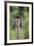 Giraffe-DLILLC-Framed Photographic Print