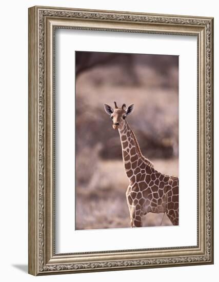 Giraffe-DLILLC-Framed Photographic Print