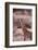 Giraffe-DLILLC-Framed Photographic Print