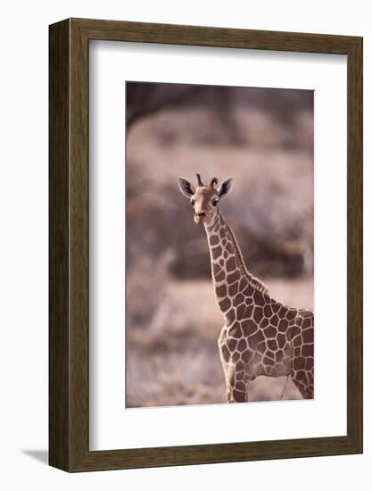 Giraffe-DLILLC-Framed Photographic Print