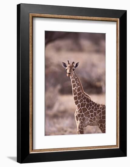 Giraffe-DLILLC-Framed Photographic Print