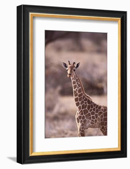 Giraffe-DLILLC-Framed Photographic Print