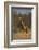 Giraffe-DLILLC-Framed Photographic Print