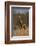 Giraffe-DLILLC-Framed Photographic Print