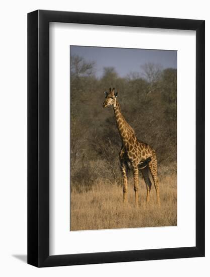 Giraffe-DLILLC-Framed Photographic Print