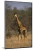 Giraffe-DLILLC-Mounted Photographic Print