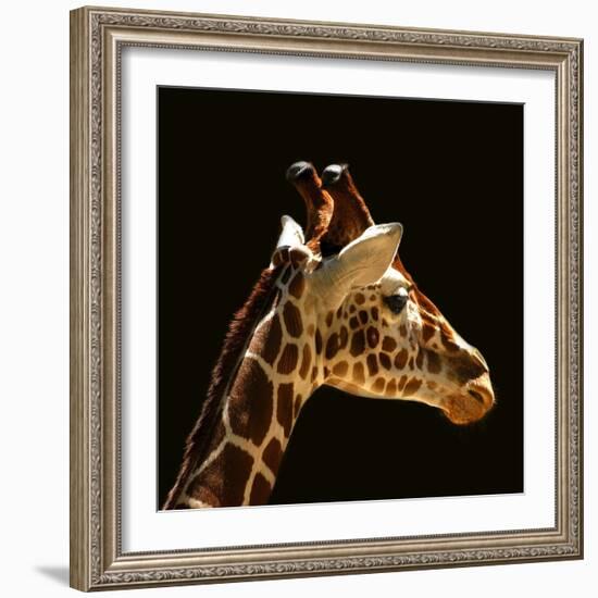 Giraffe-yuran-78-Framed Photographic Print