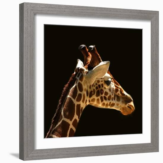 Giraffe-yuran-78-Framed Photographic Print