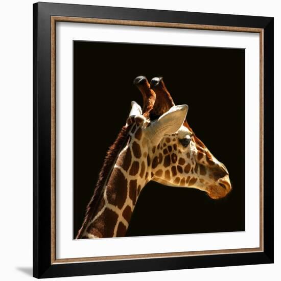 Giraffe-yuran-78-Framed Photographic Print