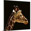 Giraffe-yuran-78-Mounted Photographic Print