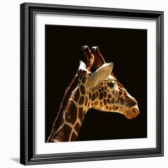 Giraffe-yuran-78-Framed Photographic Print