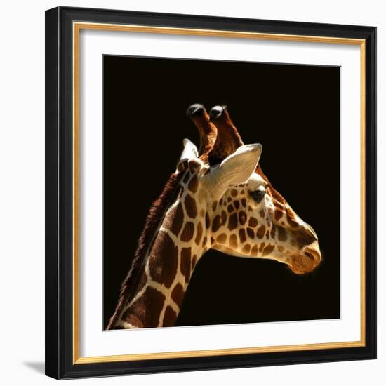 Giraffe-yuran-78-Framed Photographic Print