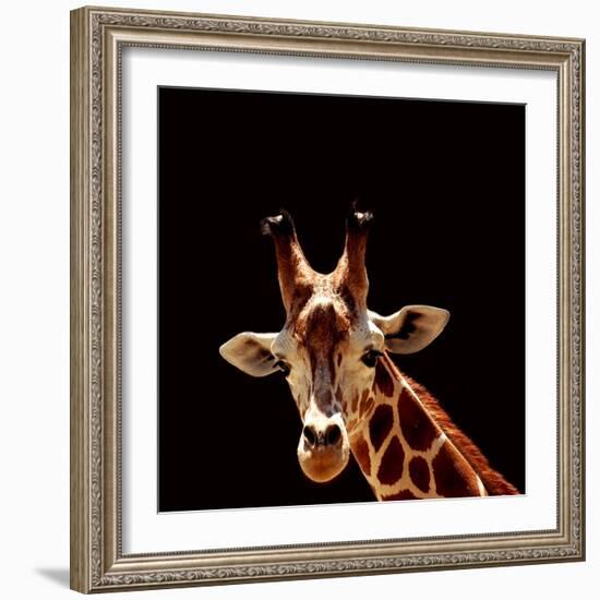 Giraffe-yuran-78-Framed Photographic Print