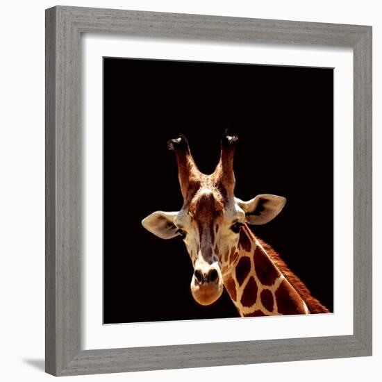 Giraffe-yuran-78-Framed Photographic Print