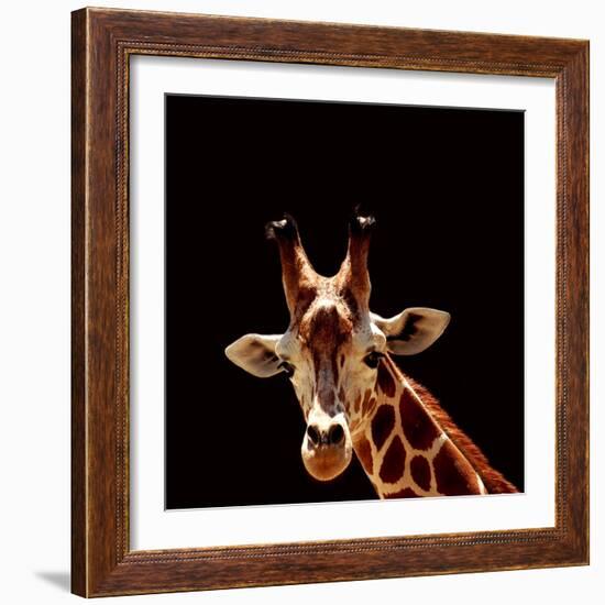 Giraffe-yuran-78-Framed Photographic Print