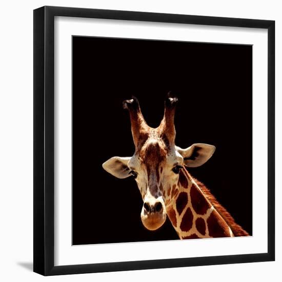 Giraffe-yuran-78-Framed Photographic Print