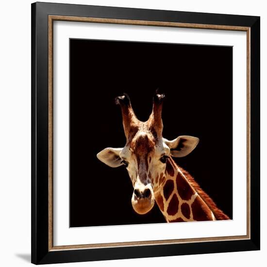 Giraffe-yuran-78-Framed Photographic Print