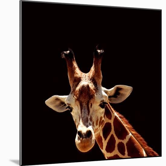 Giraffe-yuran-78-Mounted Photographic Print