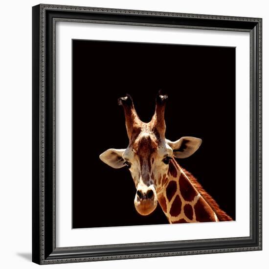 Giraffe-yuran-78-Framed Photographic Print