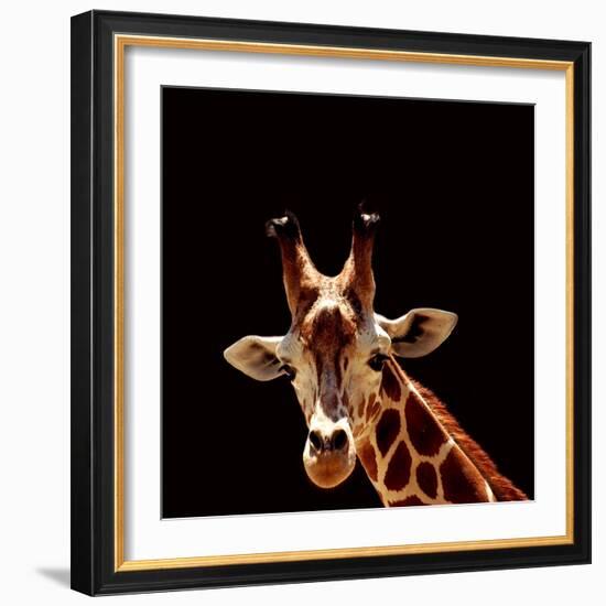 Giraffe-yuran-78-Framed Photographic Print