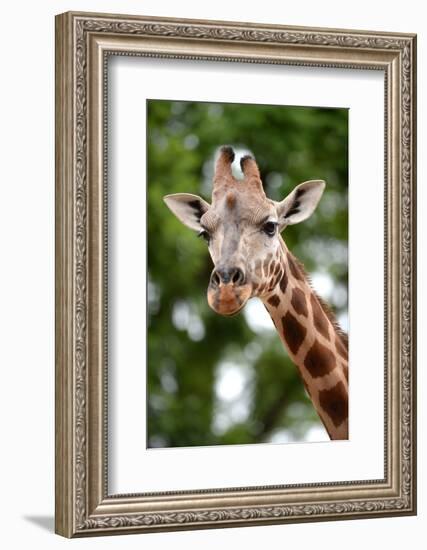 Giraffe-Kitch Bain-Framed Photographic Print