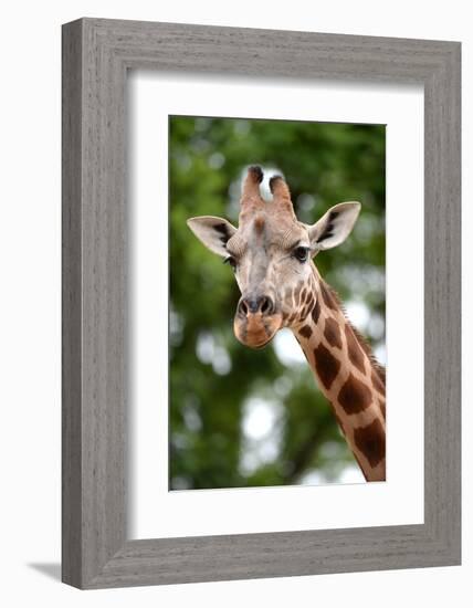 Giraffe-Kitch Bain-Framed Photographic Print