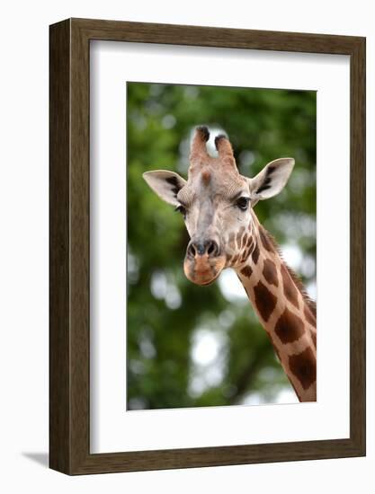 Giraffe-Kitch Bain-Framed Photographic Print