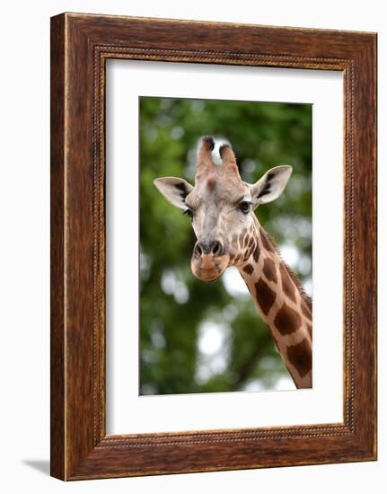 Giraffe-Kitch Bain-Framed Photographic Print