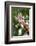 Giraffe-Kitch Bain-Framed Photographic Print