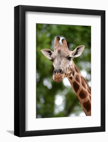 Giraffe-Kitch Bain-Framed Photographic Print