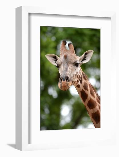 Giraffe-Kitch Bain-Framed Photographic Print