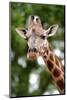 Giraffe-Kitch Bain-Mounted Photographic Print