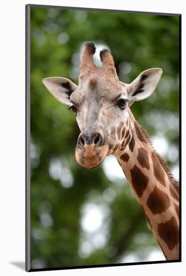 Giraffe-Kitch Bain-Mounted Photographic Print