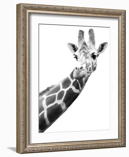 Giraffe-null-Framed Photographic Print