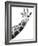 Giraffe-null-Framed Photographic Print