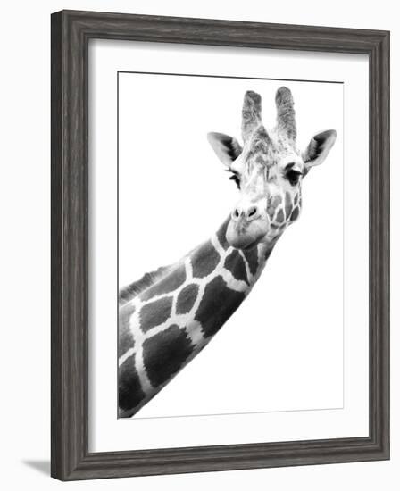 Giraffe-null-Framed Photographic Print