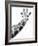 Giraffe-null-Framed Photographic Print