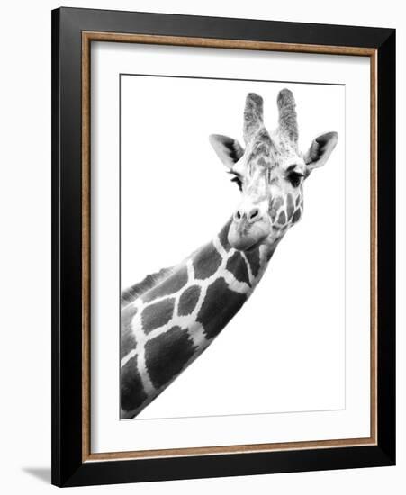 Giraffe-null-Framed Photographic Print